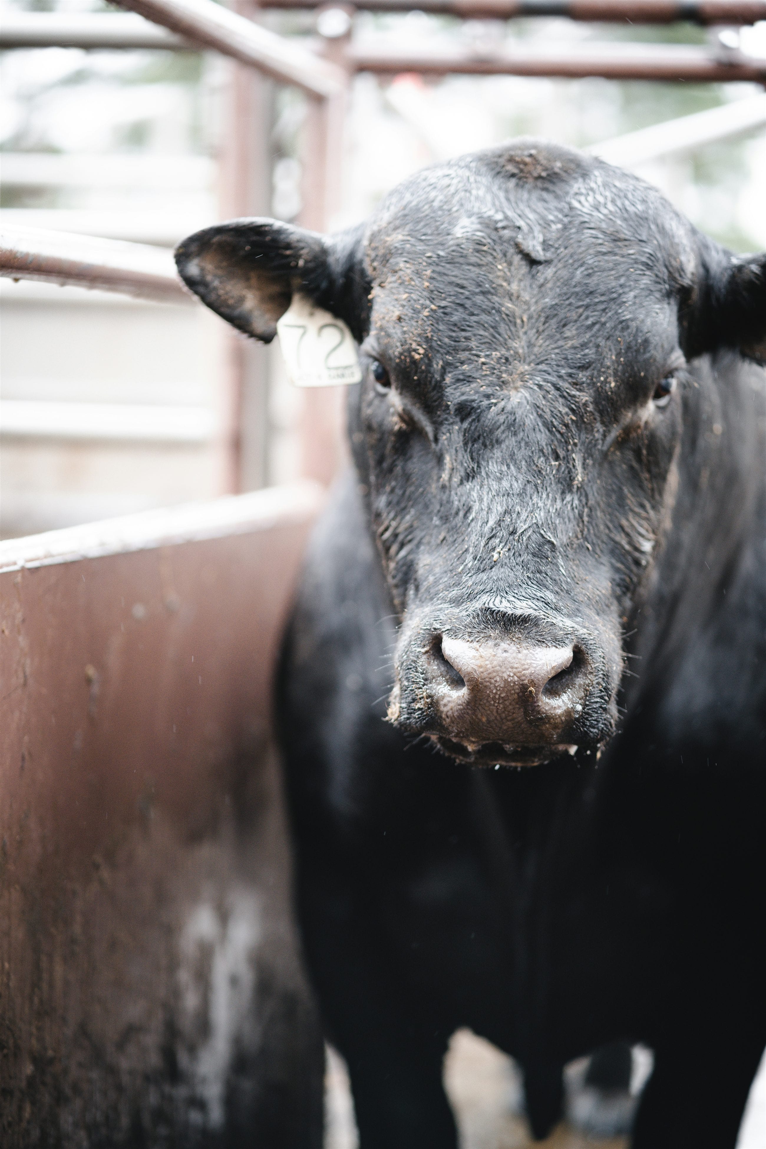 A Black Angus steer facing the camera in a working chute